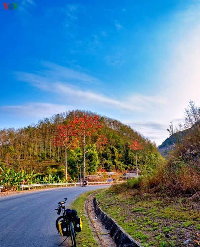 Stunning bombax ceiba flowers of Son La prove to be a hit among visitors - ảnh 2