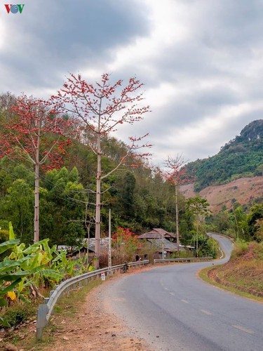 Stunning bombax ceiba flowers of Son La prove to be a hit among visitors - ảnh 5