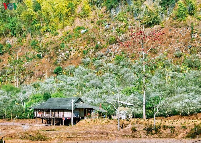 Stunning bombax ceiba flowers of Son La prove to be a hit among visitors - ảnh 6