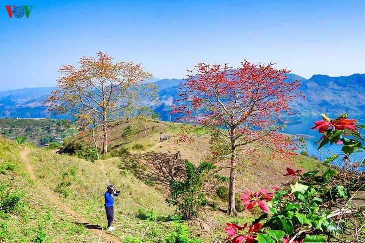 Stunning bombax ceiba flowers of Son La prove to be a hit among visitors - ảnh 8