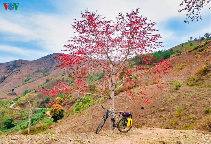 Stunning bombax ceiba flowers of Son La prove to be a hit among visitors - ảnh 9