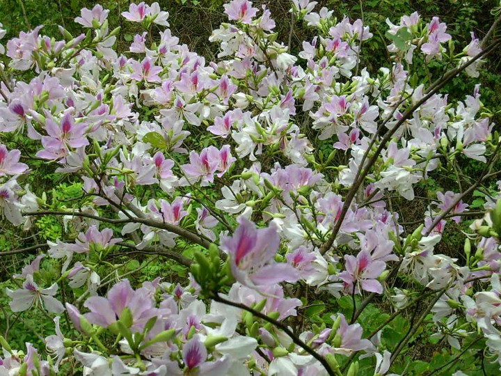  Festivals in Lai Chau - ảnh 1