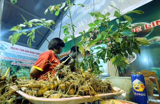 Increasing investment in Ngoc Linh ginseng - ảnh 1