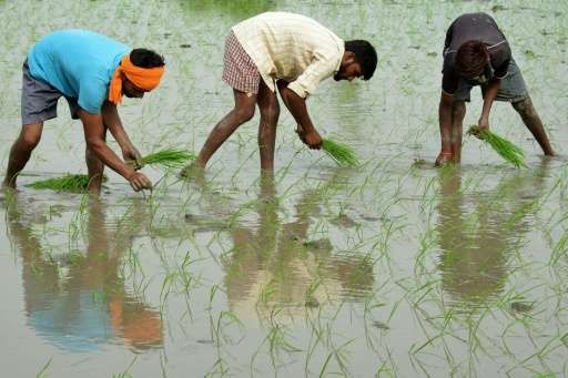 Global warming reduces protein in key crops - ảnh 1