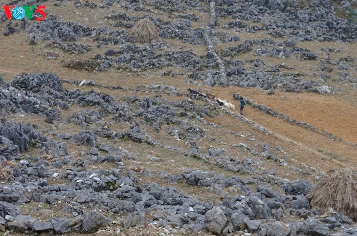 Dong Van Karst Plateau, a UNESCO-recognized Global Geopark - ảnh 4