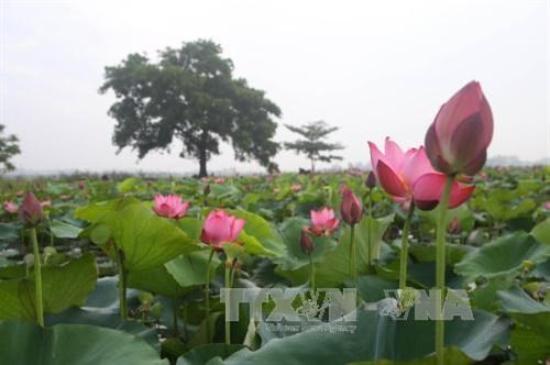 Thua Thien Hue province hosts Lotus festival 2018 - ảnh 1