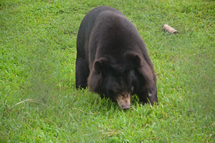 Activities held to save bear population - ảnh 1