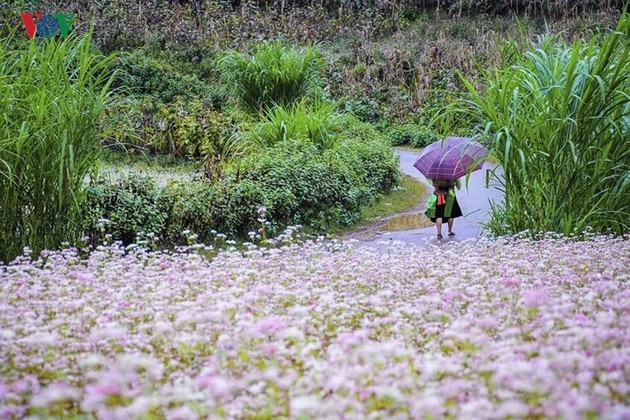 5th Buckwheat Flower Festival opens in Ha Giang - ảnh 2