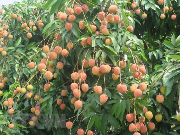 Japan opens door for Vietnamese lychee - ảnh 1