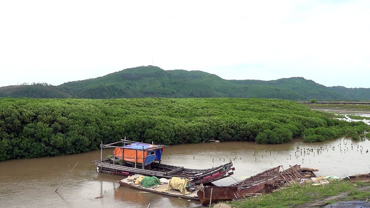 Sustainable protection and development of coastal forests - ảnh 1