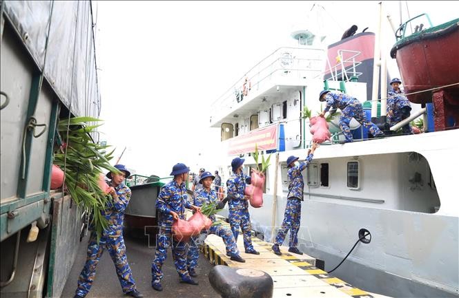 Hoai Nhon commune presents 1,000 coconut seedlings to Truong Sa - ảnh 1