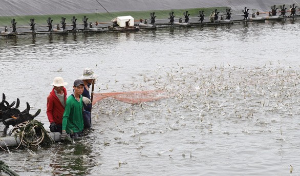 Vietnam’s seafood exports to total 11 billion USD in 2022 - ảnh 1