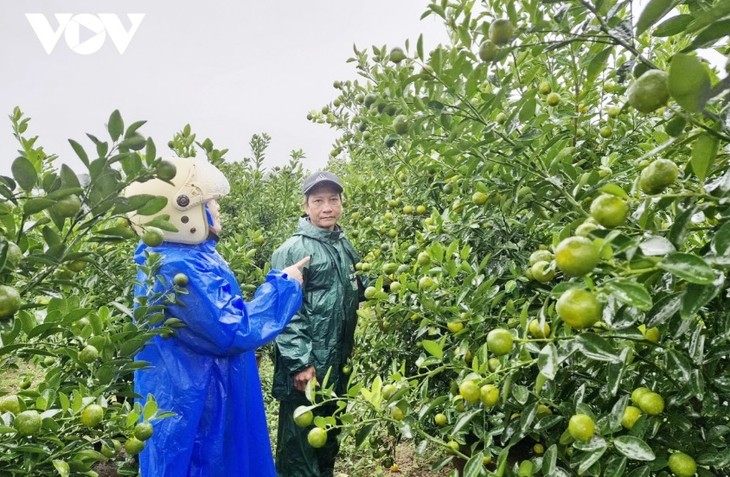 Kumquat growing area in Hoi An preparing for Tet - ảnh 2