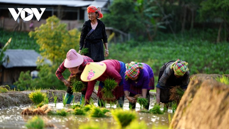 Mu Cang Chai: Spectacle of water pouring season - ảnh 2