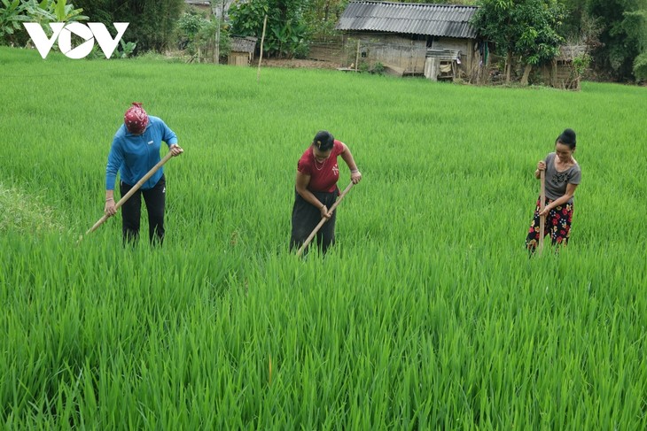 Fields in Son La green again post-typhoon - ảnh 1