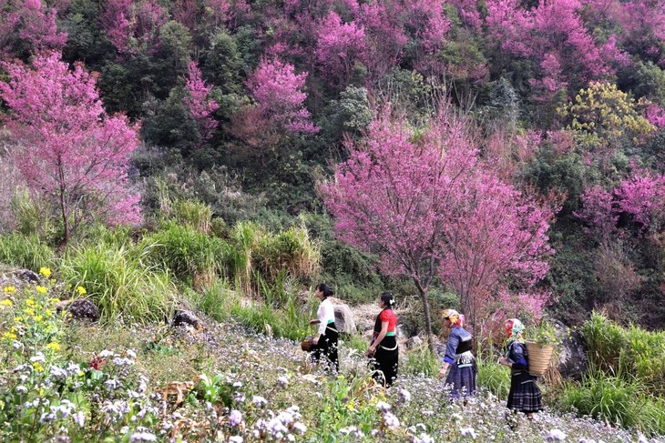 Mu Cang Chai rings in 2025 with Mong panpipe and To Day flower festivals - ảnh 1