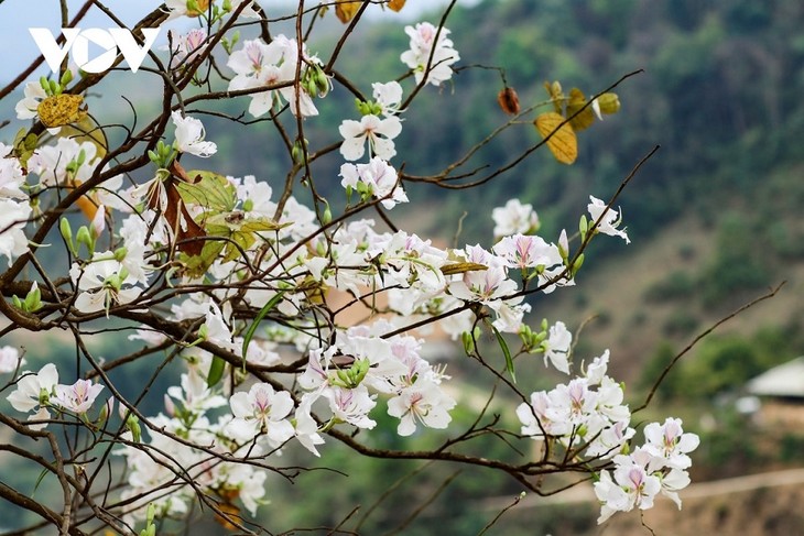 Ban (Bauhinia) Flower Festival 2025 begins - ảnh 1