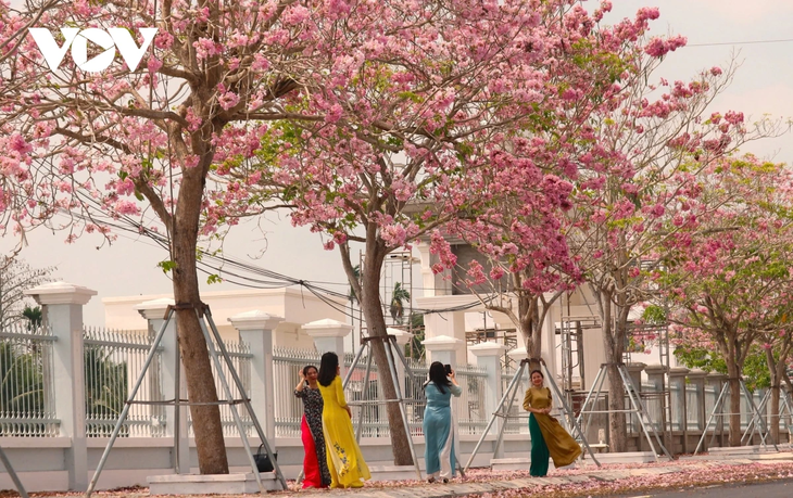 Soc Trang’s Chau Thanh district dazzles with first-ever pink lily festival - ảnh 1