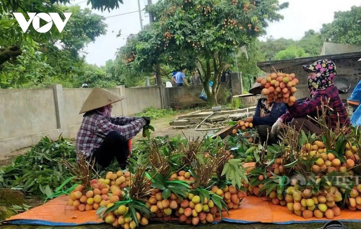 Promising lychee harvests in Thanh Ha    - ảnh 3