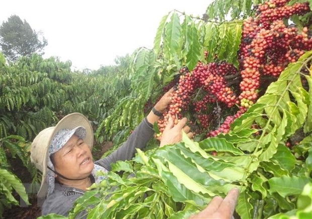 Brazil mời đoàn doanh nghiệp Việt Nam tham dự Tuần lễ Cà phê Quốc tế  - ảnh 1