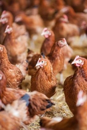 H5N2 bird-flu virus spread continues in the US - ảnh 1