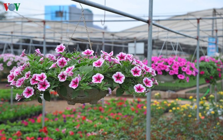 Flower villages  busy for Tet - ảnh 1