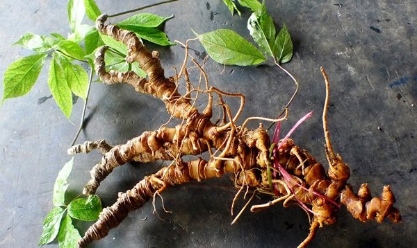 Ginseng farming brings Xo Dang ethnic people better life - ảnh 2