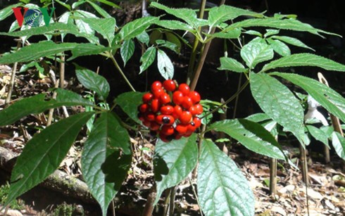 Ginseng farming brings Xo Dang ethnic people better life - ảnh 1