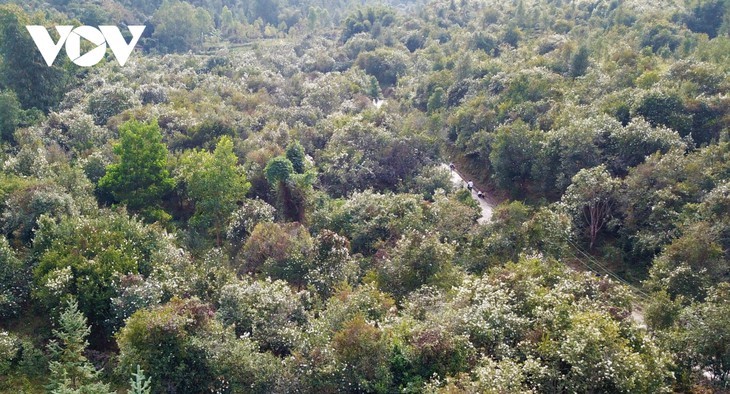 Binh Lieu in the white season of camellia oleifera  - ảnh 1