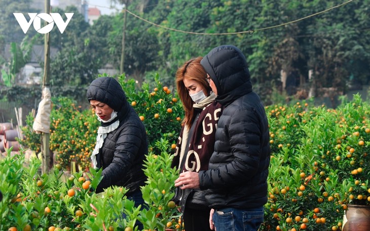 Tu Lien kumquat village prepares for Tet holiday - ảnh 10