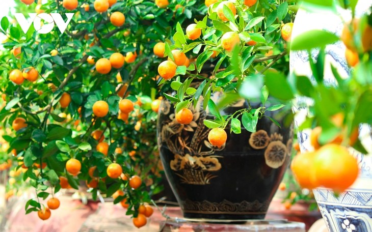 Tu Lien kumquat village prepares for Tet holiday - ảnh 12