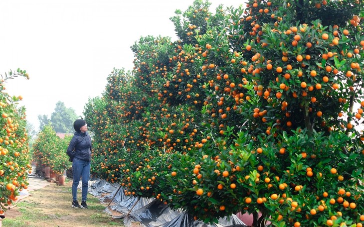 Tu Lien kumquat village prepares for Tet holiday - ảnh 13