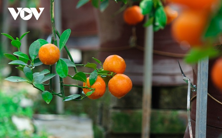 Tu Lien kumquat village prepares for Tet holiday - ảnh 14