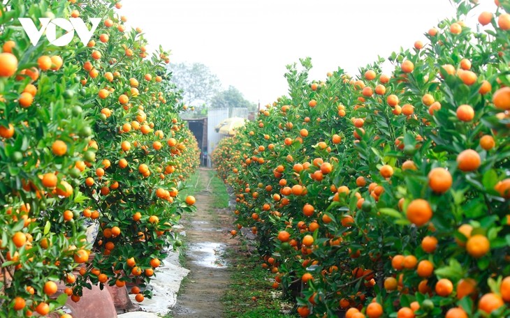 Tu Lien kumquat village prepares for Tet holiday - ảnh 1