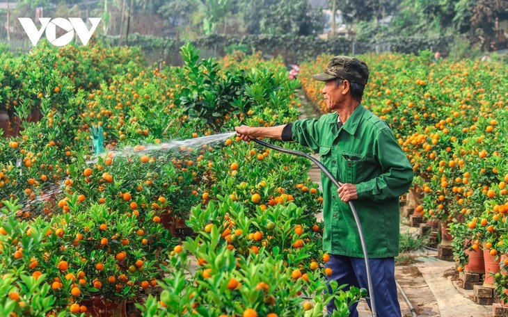 Tu Lien kumquat village prepares for Tet holiday - ảnh 3