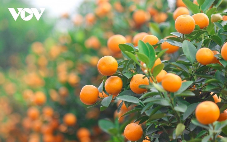 Tu Lien kumquat village prepares for Tet holiday - ảnh 4