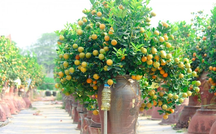 Tu Lien kumquat village prepares for Tet holiday - ảnh 5