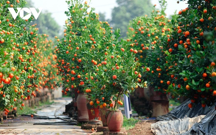 Tu Lien kumquat village prepares for Tet holiday - ảnh 8