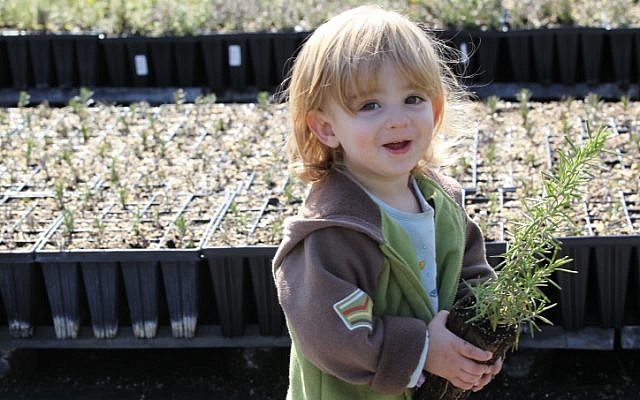 Israel’s Tu Bishvat – New Year for the trees - ảnh 2