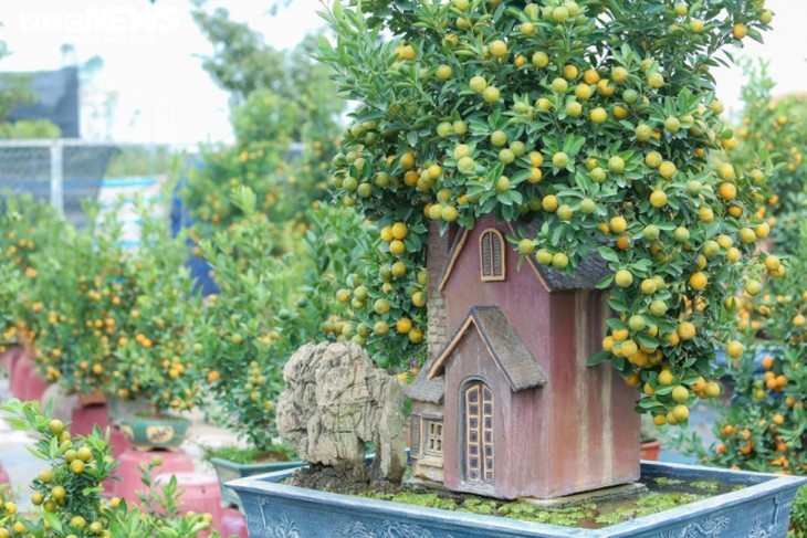 Bonsai kumquat pots in shape of traditional Vietnamese houses favored for Tet - ảnh 10