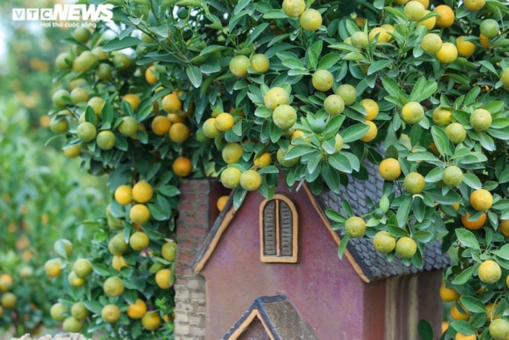 Bonsai kumquat pots in shape of traditional Vietnamese houses favored for Tet - ảnh 11