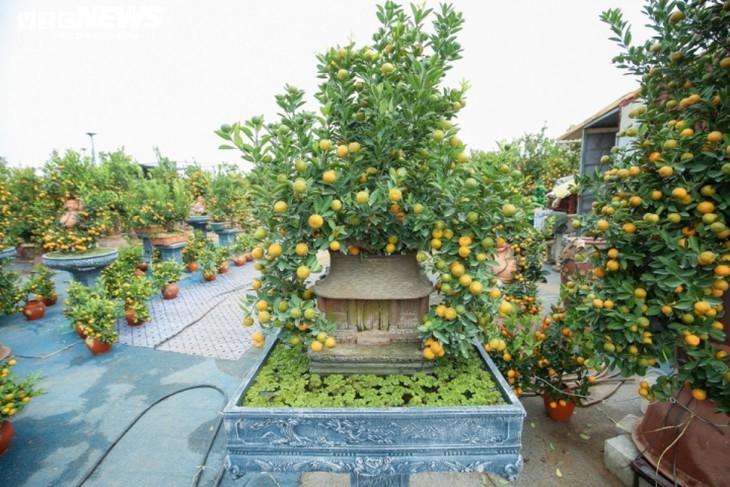 Bonsai kumquat pots in shape of traditional Vietnamese houses favored for Tet - ảnh 12