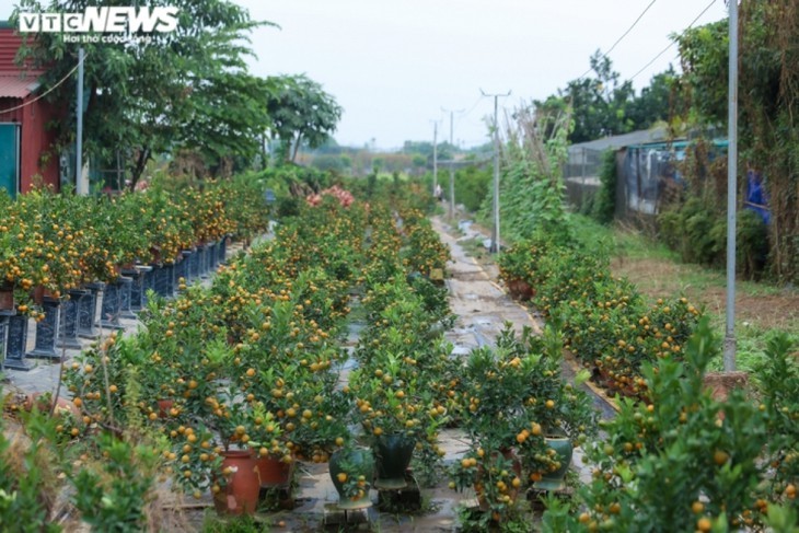 Bonsai kumquat pots in shape of traditional Vietnamese houses favored for Tet - ảnh 1