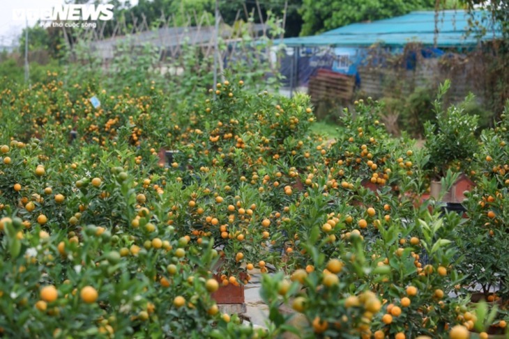 Bonsai kumquat pots in shape of traditional Vietnamese houses favored for Tet - ảnh 2