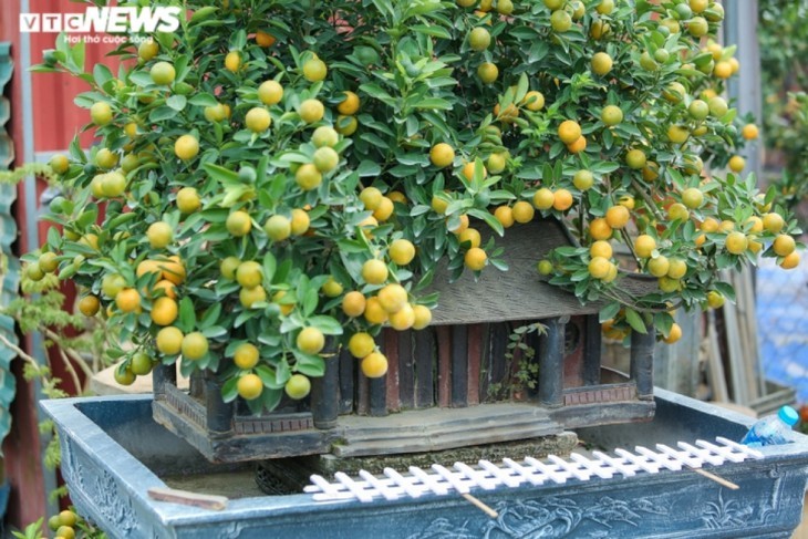 Bonsai kumquat pots in shape of traditional Vietnamese houses favored for Tet - ảnh 5