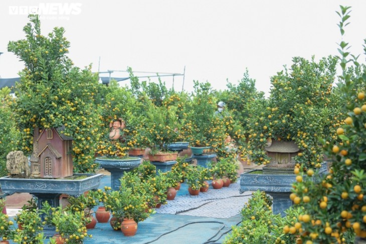 Bonsai kumquat pots in shape of traditional Vietnamese houses favored for Tet - ảnh 6