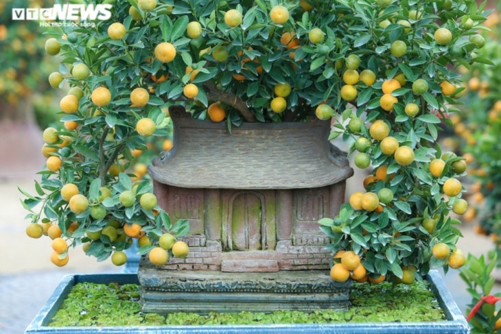 Bonsai kumquat pots in shape of traditional Vietnamese houses favored for Tet - ảnh 7