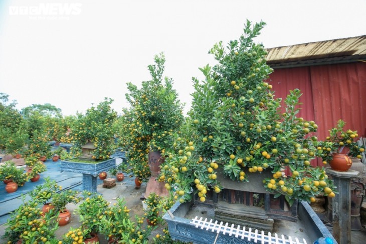 Bonsai kumquat pots in shape of traditional Vietnamese houses favored for Tet - ảnh 8