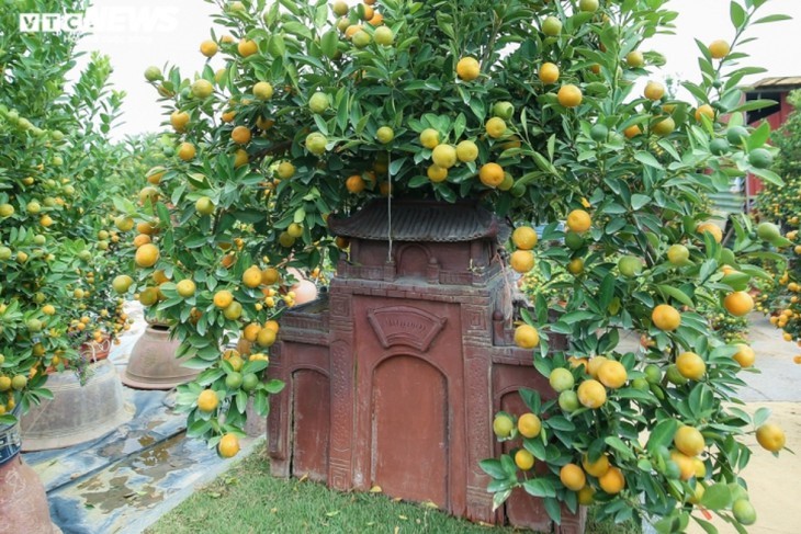 Bonsai kumquat pots in shape of traditional Vietnamese houses favored for Tet - ảnh 9