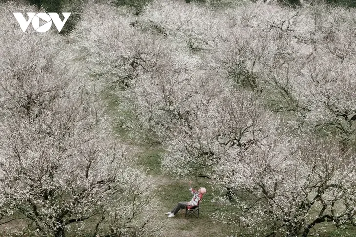서북부 산간 지방 선라(Sơn La)성의 목쩌우(Mộc Châu) 고원에 겨울을 부르는 꽃빛 - ảnh 1